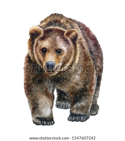 Brown bear walking in front isolated on white background. Hand drawing. Template. Hand painting. Realistic wild animal. Watercolor. Clip art.  