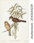 Brown Colluricincla by Elizabeth Gould for John Gould