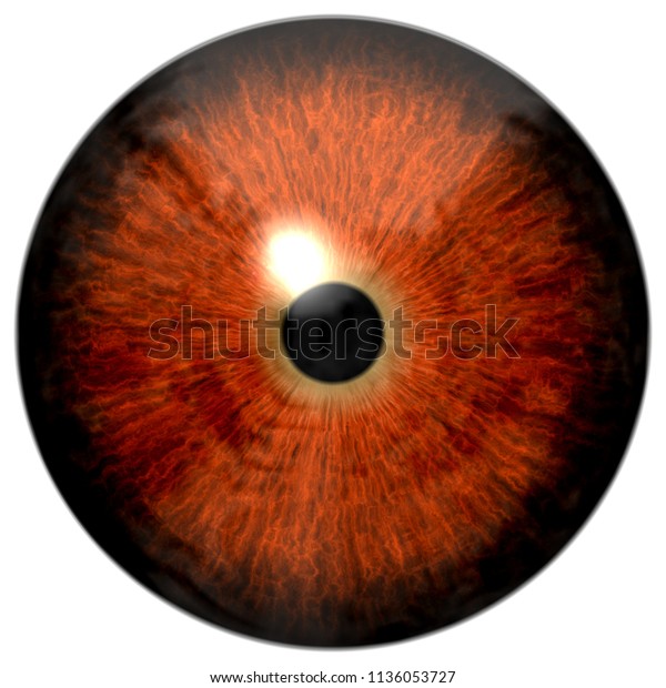 Brown Eye Texture Black Fringe White Stock Illustration 1136053727 ...