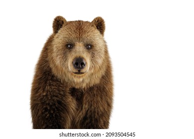 43,949 Brown bear face Images, Stock Photos & Vectors | Shutterstock