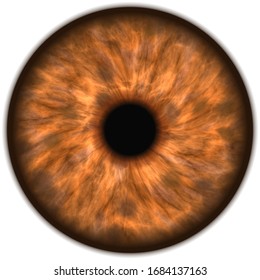 Brown Isolated Human Eye Iris