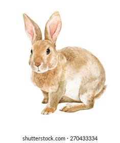 Brown Rabbit Watercolor Illustration