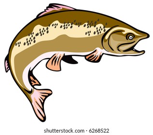 564 Brown trout Stock Illustrations, Images & Vectors | Shutterstock