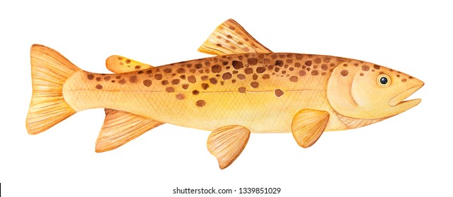 trout fishing clipart