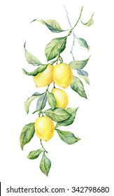 Brunch Of Lemon. Watercolor Botanical Illustration. Beautiful Hand Drawn Texture. Romantic Background For Web Pages, Wedding Invitations, Textile, Wallpaper.