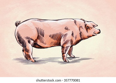 Brush Painting Ink Draw Pig Illustration