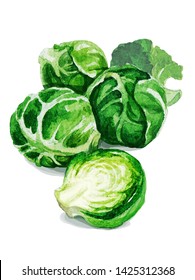 Brussels sprouts. Hand drawing watercolor on white background. Can be used for decoration of cards, stickers, encyclopedias, menus, as well for seed packaging.