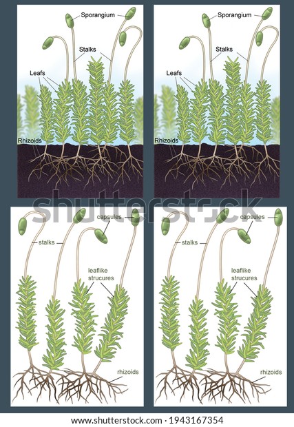 Bryophytes Morphology Life Cycle Mosses Digital Stock Illustration ...