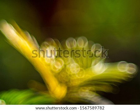 Similar – Image, Stock Photo Lilly Green White Yellow