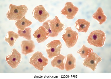 Buccal Epithelium, Smear From Oral Cavity, 3D Illustration