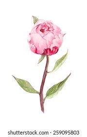 Bud of peony flower. Watercolour