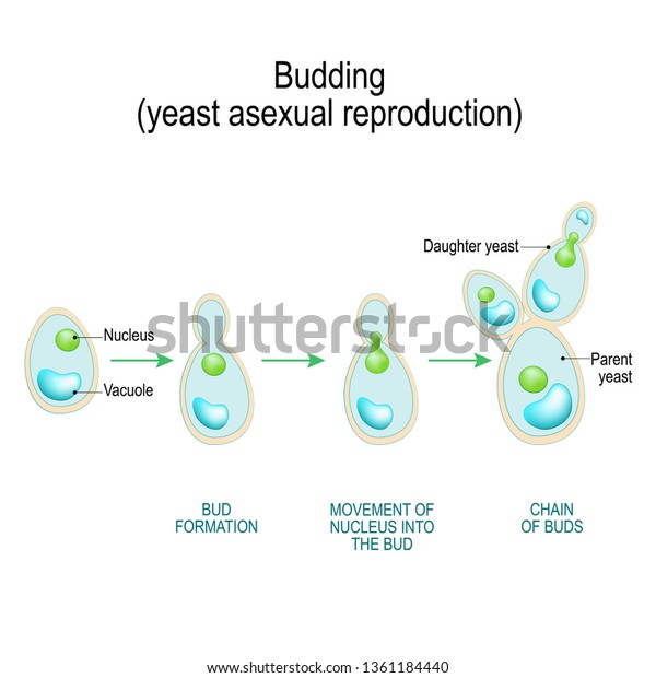 Budding Asexual Reproduction Yeast Cell Cross Stock Illustration 1361184440 1921