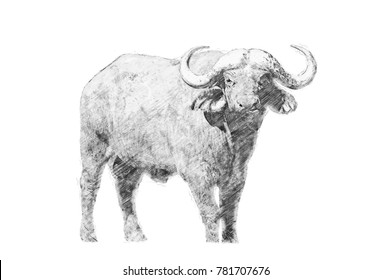 Buffalo. Black And White Sketch With Pencil