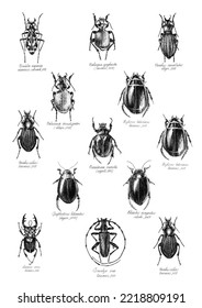 A Bug Collection Vintage Line Art Illustration