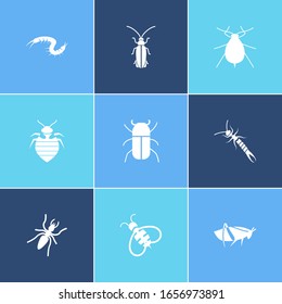 Bug icon set and aphid with bee, centipede and firefly. Parasite related bug icon for web UI logo design.