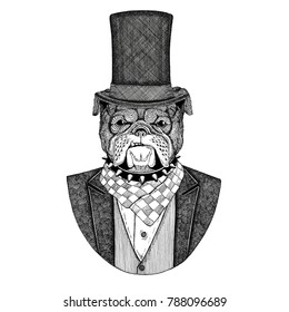 Bulldog, dog. Animal wearing jacket with bow-tie and silk hat, beaver hat, cylinder top hat. Elegant vintage animal. Image for tattoo, t-shirt, emblem, badge, logo, patch