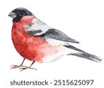 bullfinch bird, (Carduelis), watercolor illustration isolated on white background. Bullfinch bird watercolor illustration. Hand drawn bright eurasian avian. Forest little songbird.