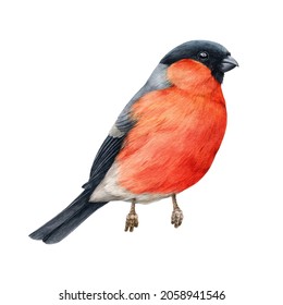 Bullfinch bird watercolor illustration. Hand drawn bright eurasian avian. Small cute bullfinch bird with red breast feathers element. Forest little songbird on white background