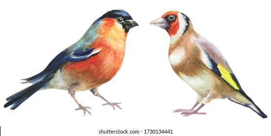 3,442 Robin bird watercolor Images, Stock Photos & Vectors | Shutterstock