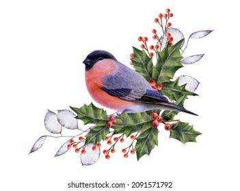 Bullfinch branch   Christmas composition  realistic detailed set and bullfinch the branches  Hand  drawn and colored pencils  Elements winter design for Christmas  New Year  holidays 