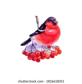 Bullfinch on a Rowan. Watercolor Christmas card with bullfinch and winter design. Hand painted bird with berries, fir branch isolated on white background. Holiday symbol for design
