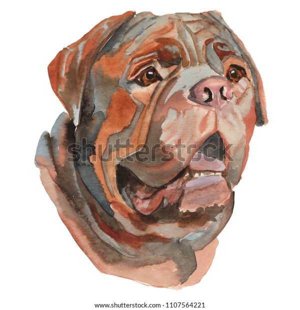 The Bullmastiff portrait. Hand painted, isolated on white background watercolor dog portrait