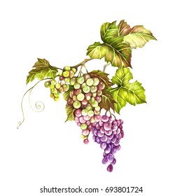 Bunch Of Grapes. Hand Draw Watercolor Illustration.