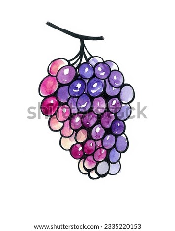 Bunch of grapes isolated on white background. Different shades of blue, purple, pink. Each berry has highlights. Black outline. Grapes on a branch.