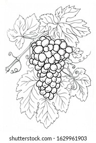 Vector Illustration Engraving Grapes On Branch Stock Vector (Royalty ...