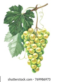 Bunch Of Green Grapes Isolated On White Background. Hand Drawn Watercolor Illustration.