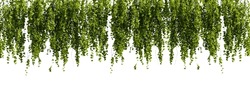 Bunch Of Green Leaves Hanging From A Ceiling On White Transparent Background. 3D Rendering Illustration. 3D Illustration