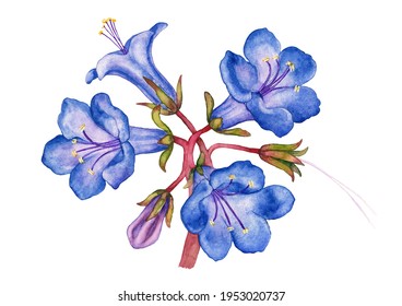 南国水彩花images Stock Photos Vectors Shutterstock