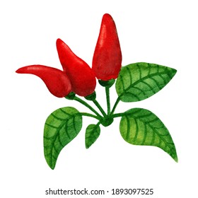 Bunch of red Tabasco pepper with leaves, watercolor painting. Little hot pepper branch isolated on white background. Fresh vegetable illustration for vegan shop, product price tad and cafe menu