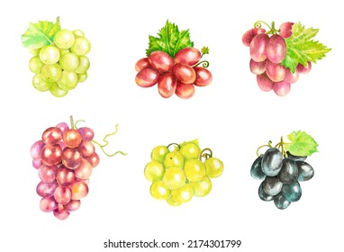 Bunches Set Of Red, Green,black And Pink Grapes And Green Leaves. Watercolor Illustration Isolated On White Background.