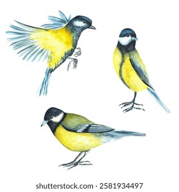 A bundle of three titmouse birds. Sitting and flying. Birds clipart. For stickers, postcards. Hand-drawn watercolor illustration
