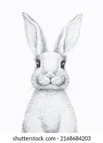 Bunny Rabbit  Easter Bunny  Pencil Draw  Nursery Wall Art  Forest animal  White background