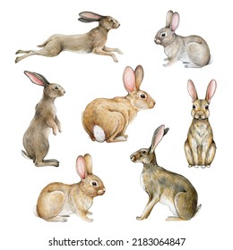 Bunny And Rabbit Watercolor Set. Hand Drawn Bunnies And Rabbits In Different Poses. Jump, Sit, Stand Hare Illustration Element. Cute Realistic Bunny And Rabbit Set. White Background