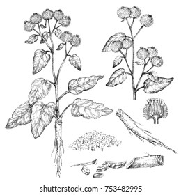 Burdock.  Botanical Illustration. Medicinal plants.  The drawing hands.