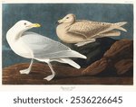 Burgomaster Gull from Birds of America (1827) by John James Audubon (1785 - 1851), etched by Robert Havell. Vintage Burgomaster Gull art illustration. Birds of America