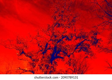 Burlywood. A twisted old tree against a red sky, Thermal Impressionism