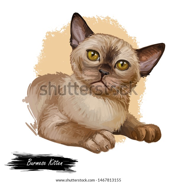 Burmese Cat Isolated On White Background Royalty Free Stock Image