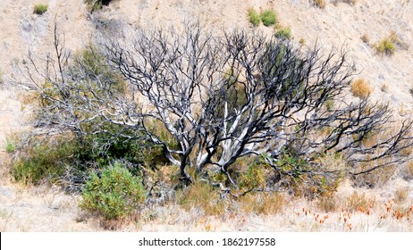 Burned Juniper Bush From California Brush Fire.