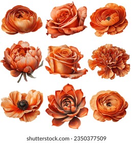 Fleurs à l'aquarelle orange brûlées - roses, ranunculus, pivoines, succulentes, anémones : illustration de stock