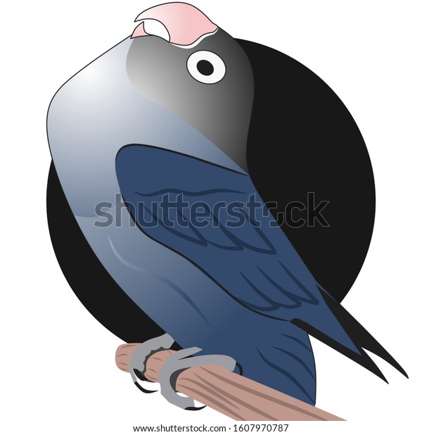 680+ Gambar Burung Lovebird Kartun Gratis Terbaru