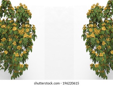 bush