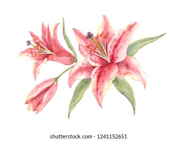 Bush Pink Stargazer Lilies on a white background. Watercolor illustration.