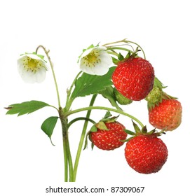 Bush Of Strawberry