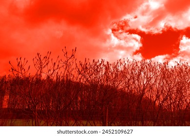 Bushes in the foreground, trees in the background and red heaven with clouds, no artificial intelligence