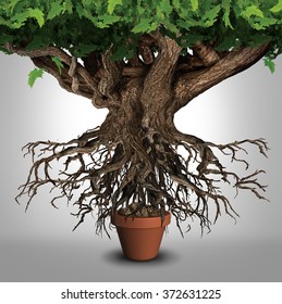 Business Expansion And Too Big To Manage Business That Does Not Fit Metaphor Or Expanding Outgrowing Your Home Concept As A Large Tree  With A Small Plant Pot As An Icon For Managing Growth Success