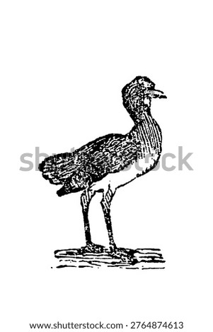 Bustard standing gracefully, rendered with distinctive line details and rustic texture against a plain background, highlighting its elegant posture, old vintage illustration, 1897.